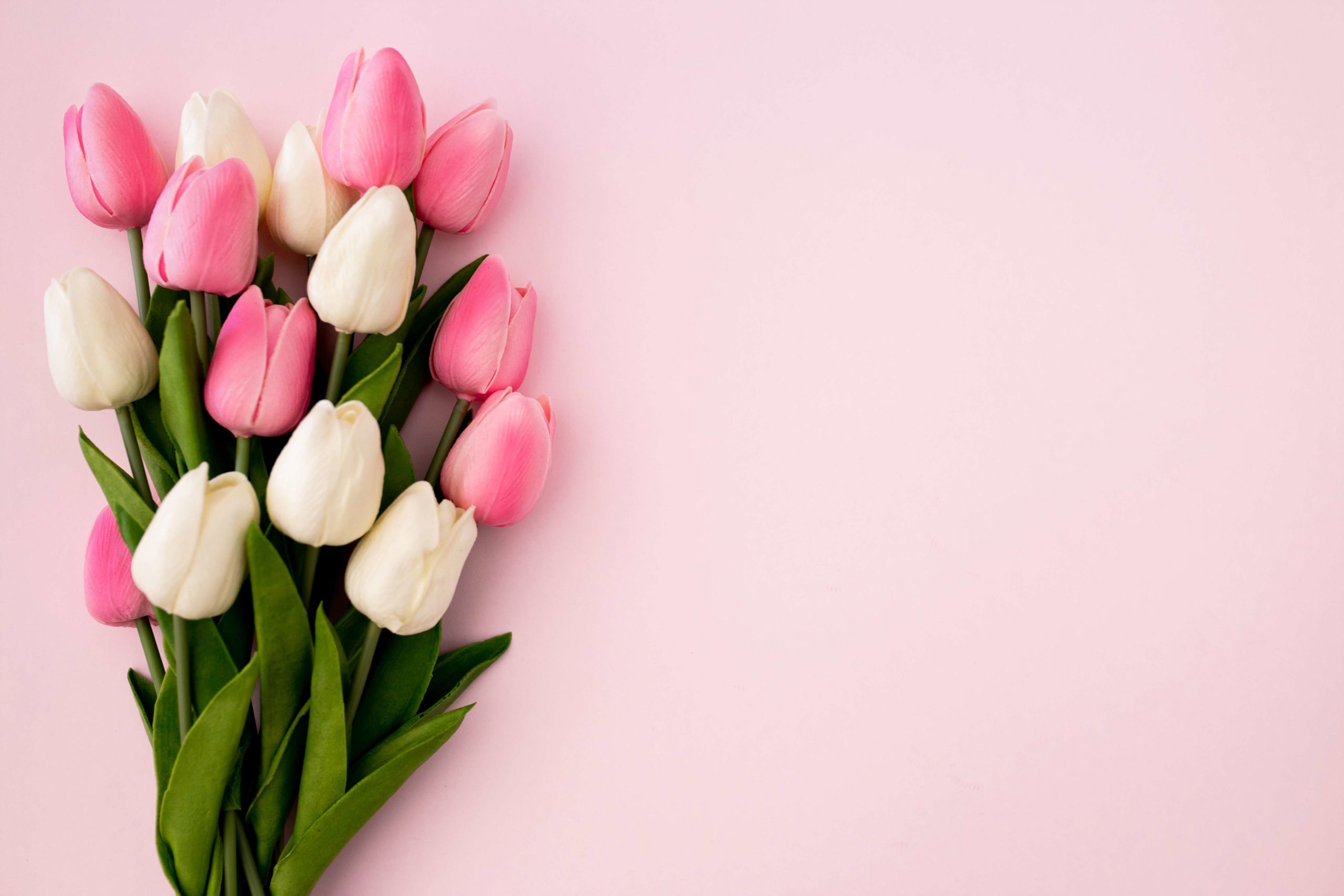 Tulips Bouquet On Pink Background With Copyspace